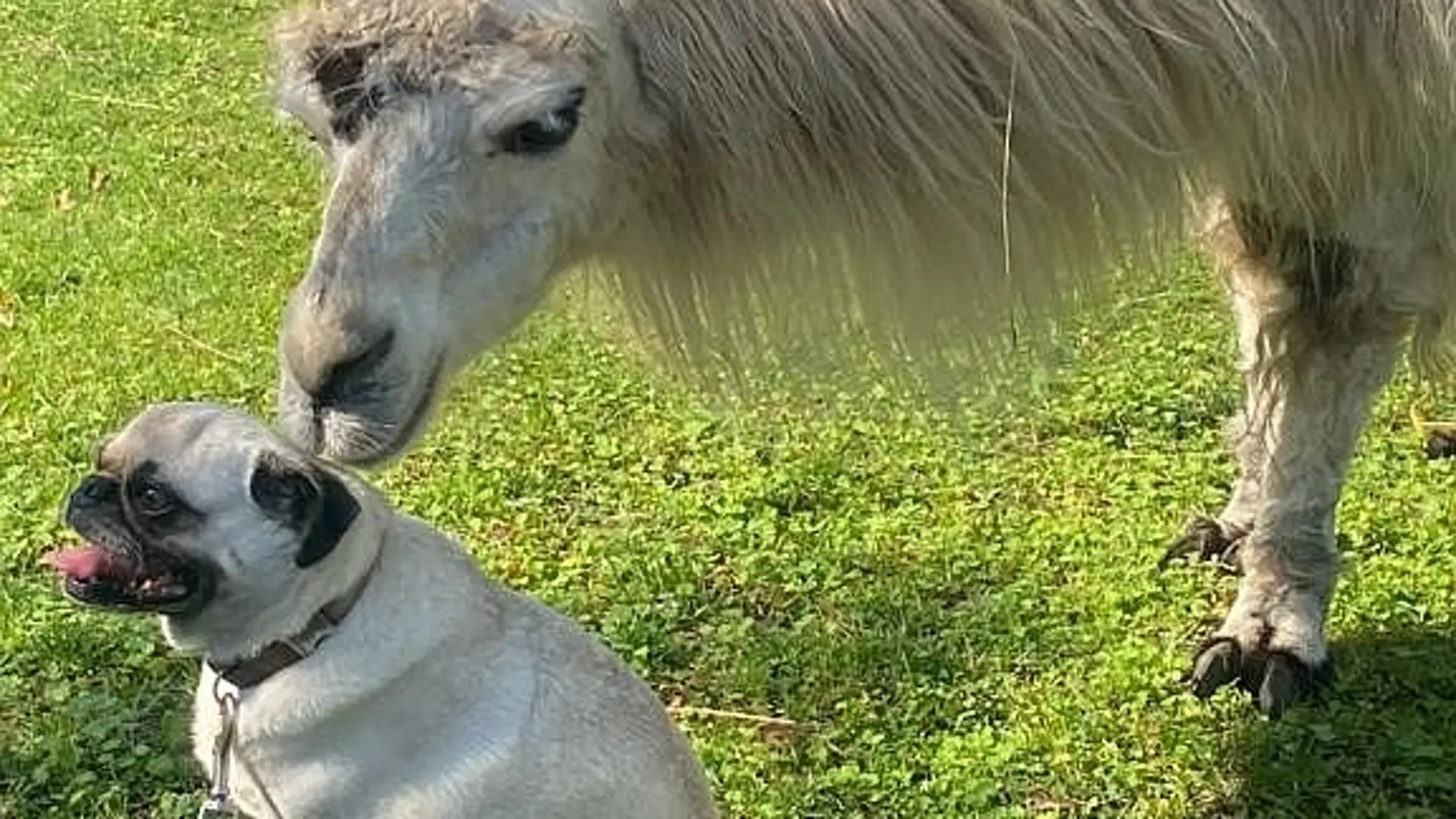 Ein Porträt im Freien: Darauf sind ein Mops-Hund und ein Lama zu sehen. Der Hund sitzt entspannt auf dem Gras, das Lama schnuppert an seinem Kopf.