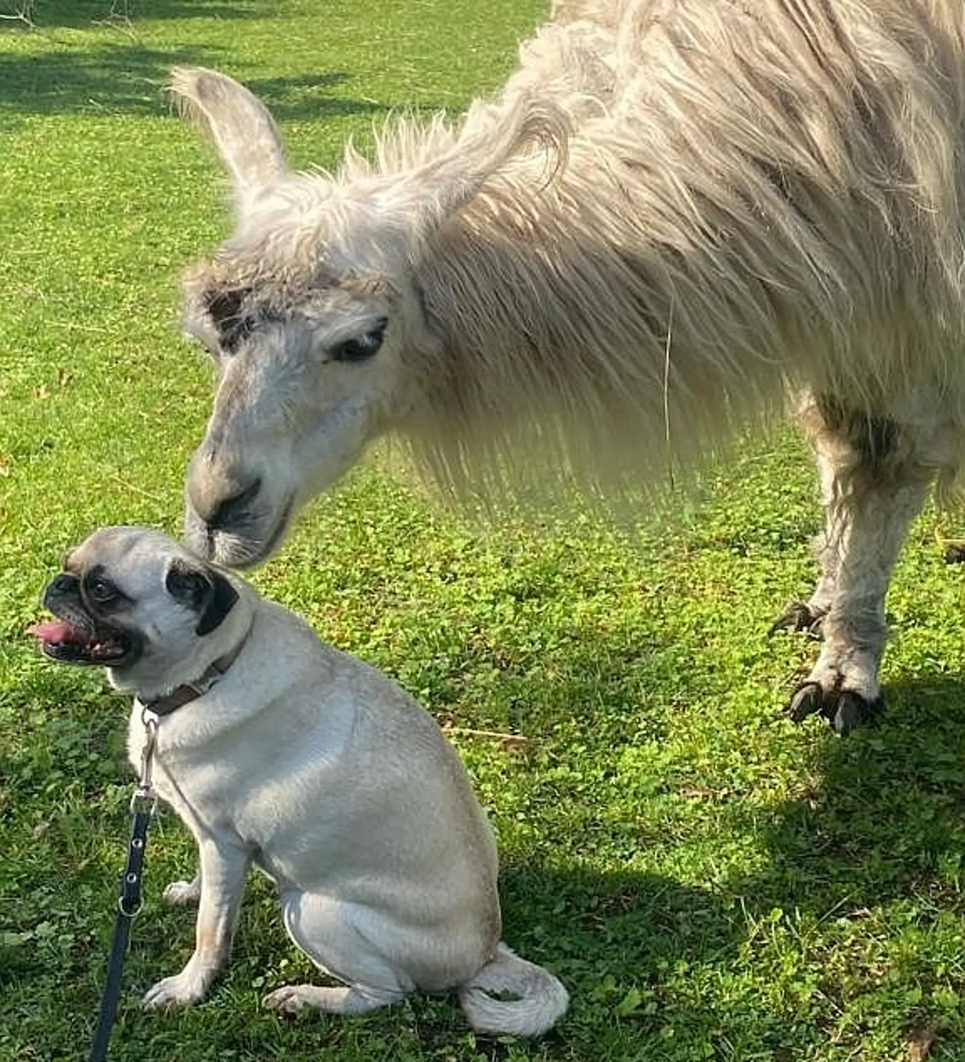 Ein Porträt im Freien: Darauf sind ein Mops-Hund und ein Lama zu sehen. Der Hund sitzt entspannt auf dem Gras, das Lama schnuppert an seinem Kopf.