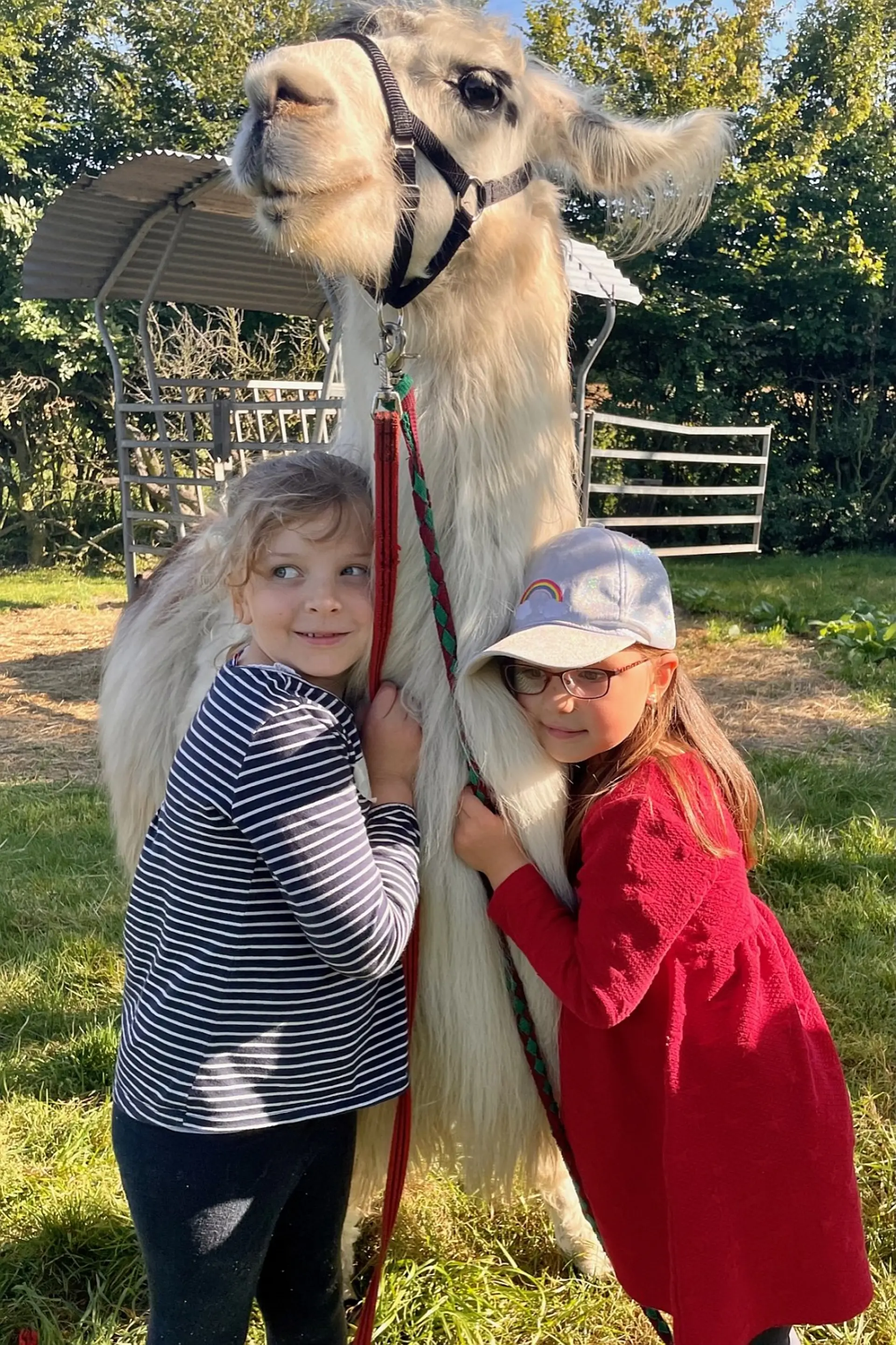 Zwei kleine Kinder stehen vor einem Lama und umarmen das Tier. Sie befinden sich in einem Tierpark.
