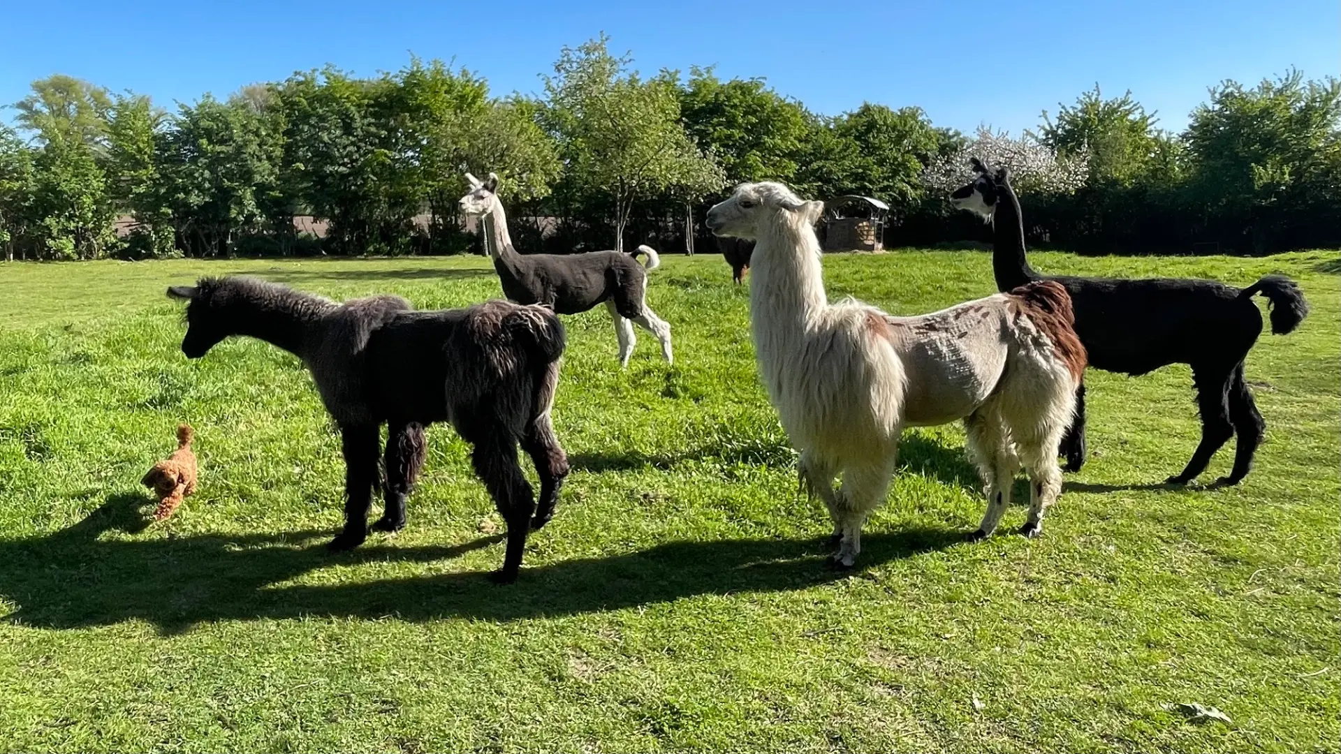 Das Bild zeigt vier Lamas auf einer Wiese.