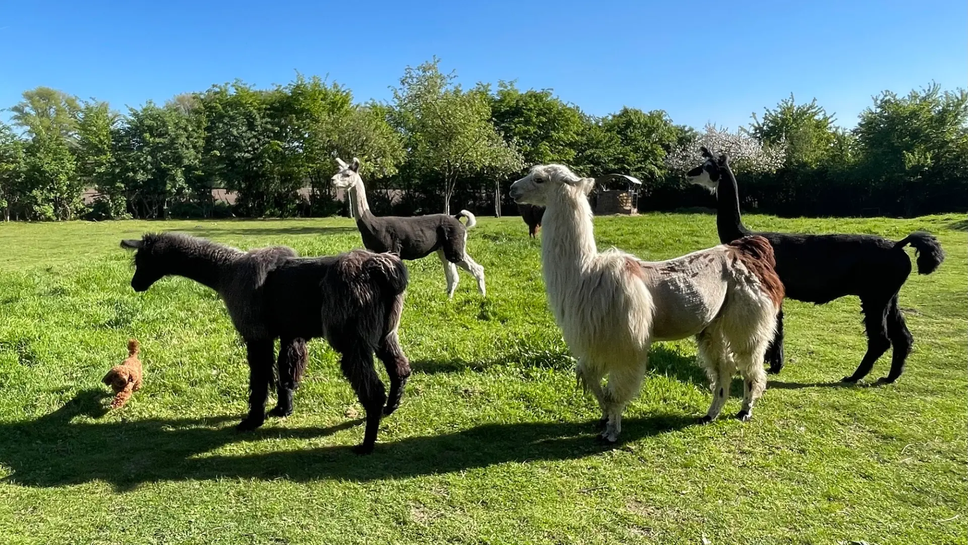 Das Bild zeigt vier Lamas auf einer Wiese.