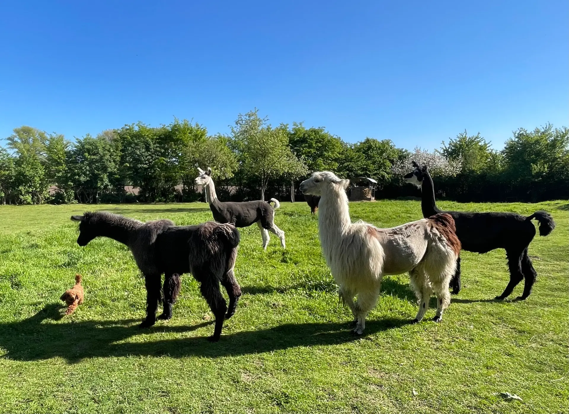 Das Bild zeigt vier Lamas auf einer Wiese.